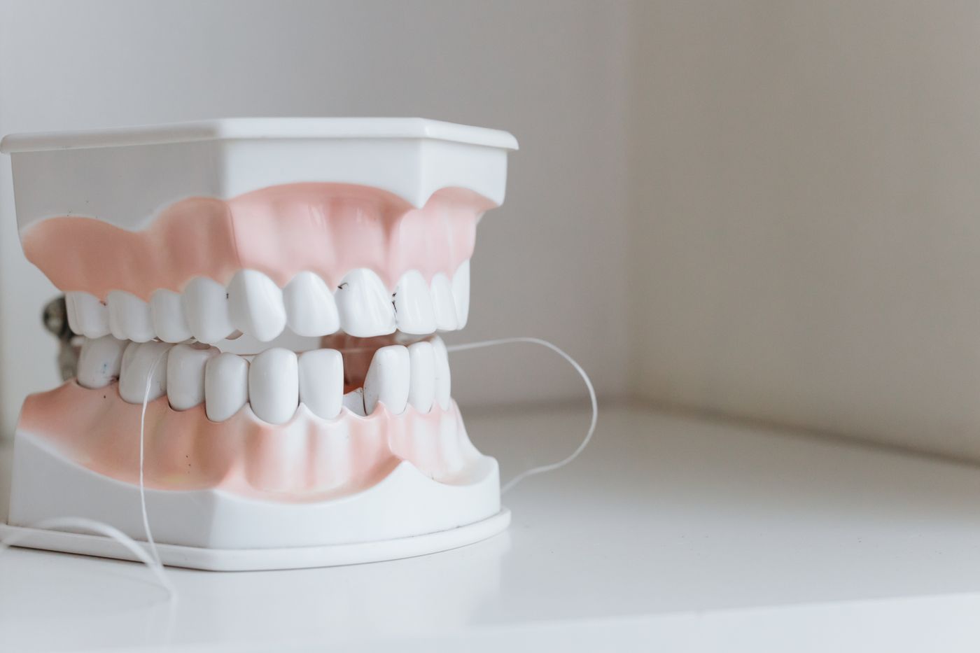 Floss being used on a model set of teeth