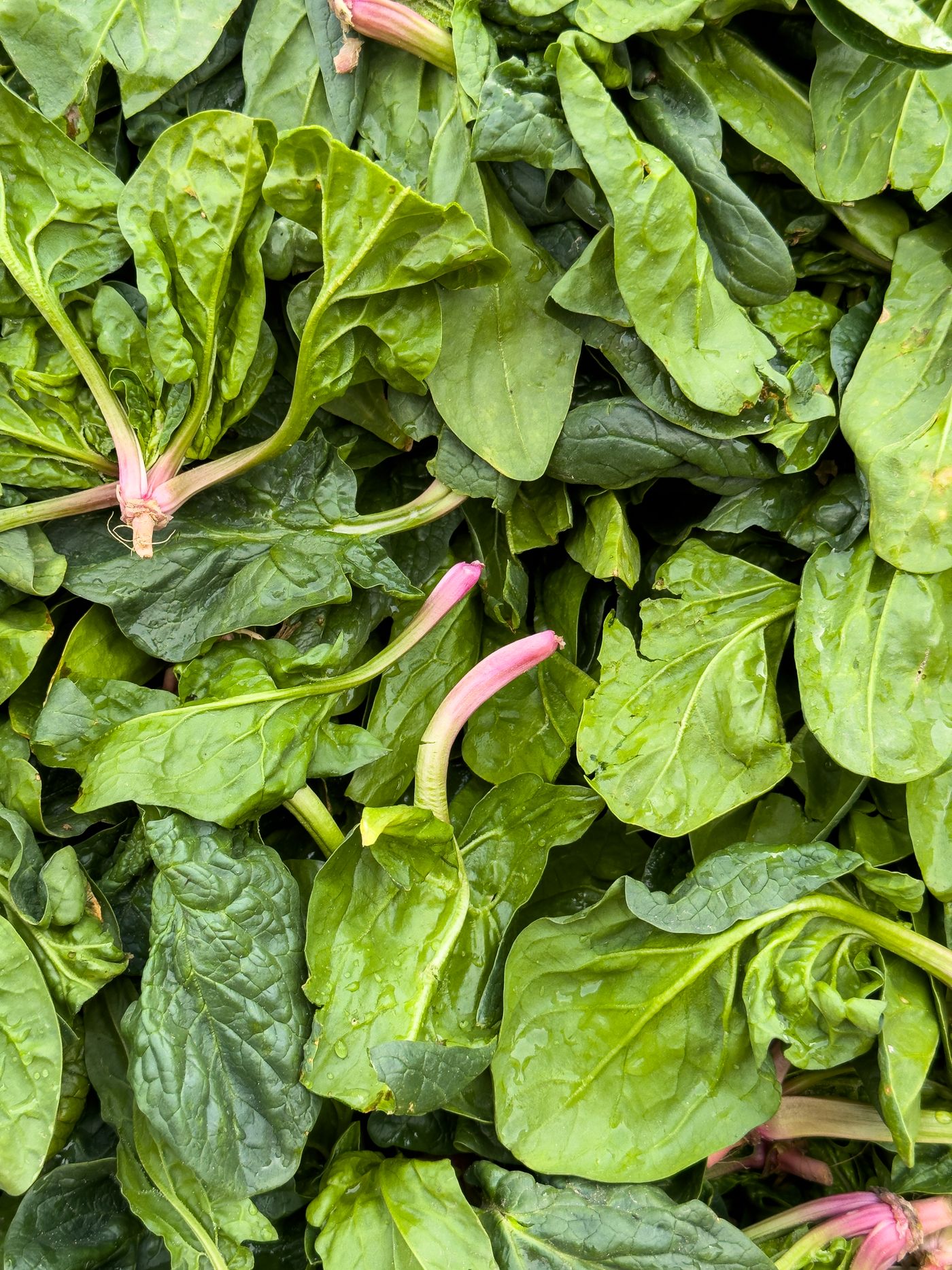 Fresh spinach leaves viewed from above